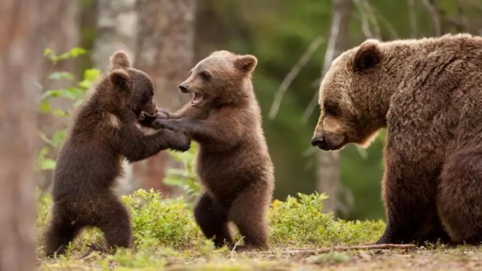 Două apeluri și trei intervenții pentru îndepărtarea urșilor în județul Harghita