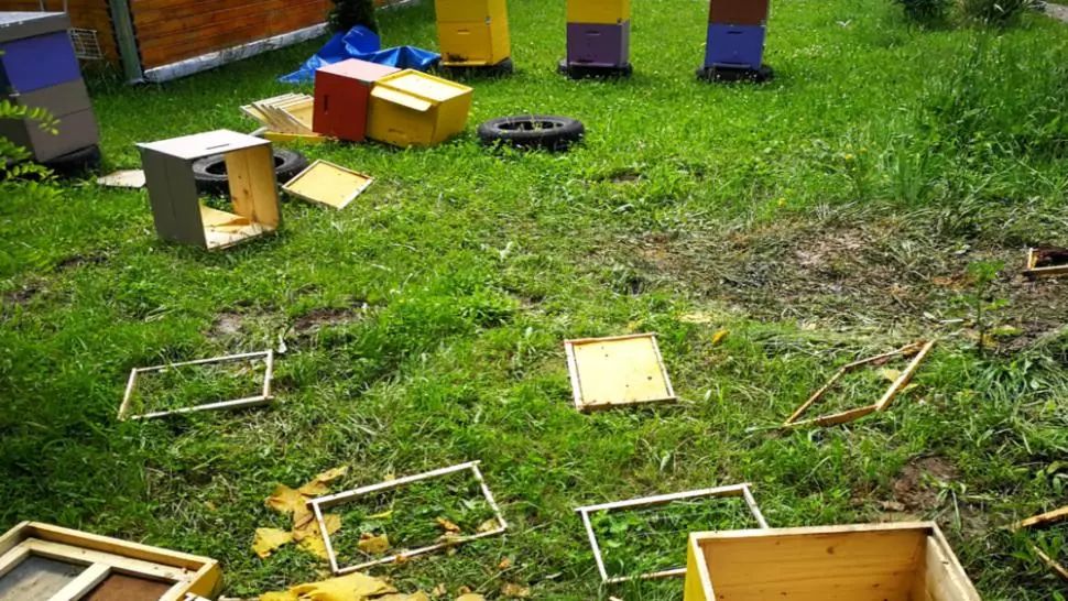 Un urs "pofticios" a dat iama la stupina unui apicultor din Vâlcele, județul Covasna