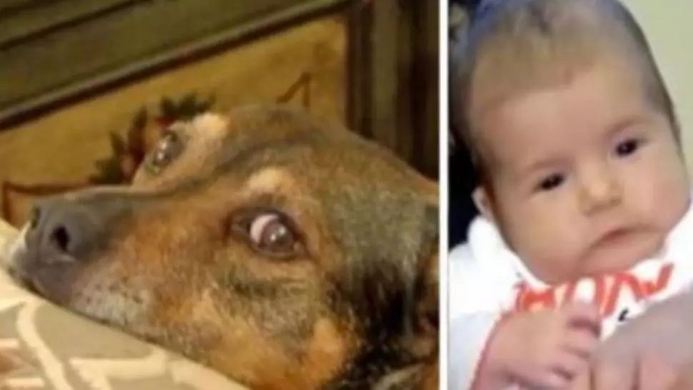 Câinele a început să urle şi să sară pe ei, în pat, agitat. Când s-au dus în camera copilului, au înghețat