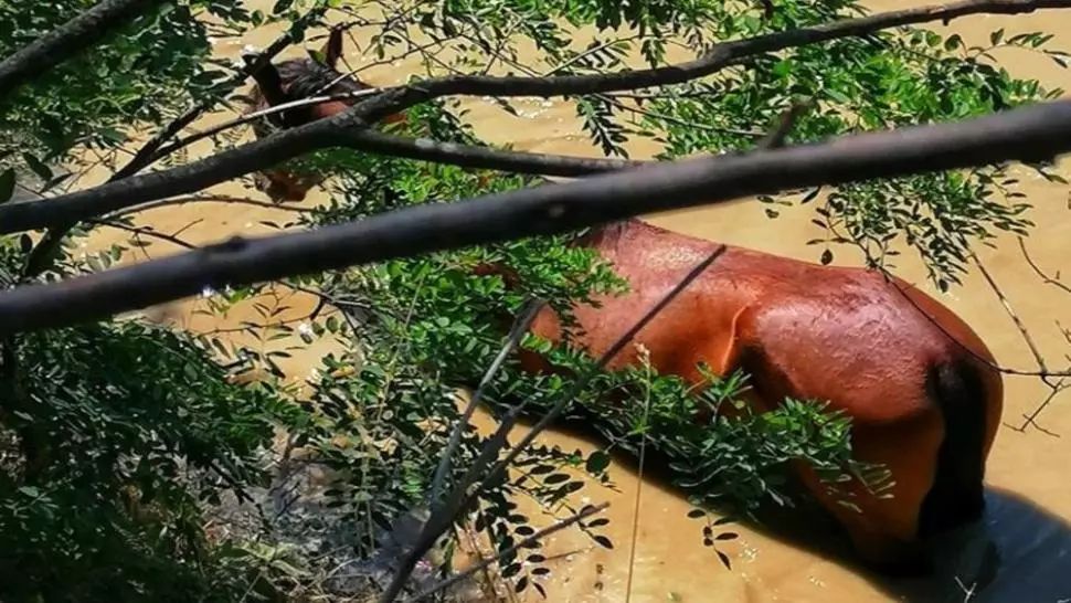 Cal salvat din râul Argeș de pompieri din cadrul ISU Giurgiu