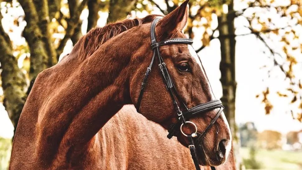 Tragedie, în Argeș: fetiță de 10 ani, omorâtă de un cal