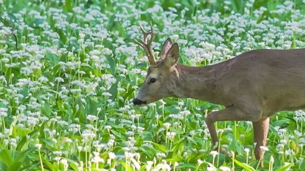 Incident ȘOCANT la Zoo Hunedoara! Un turist a RUPT cornul unui căprior