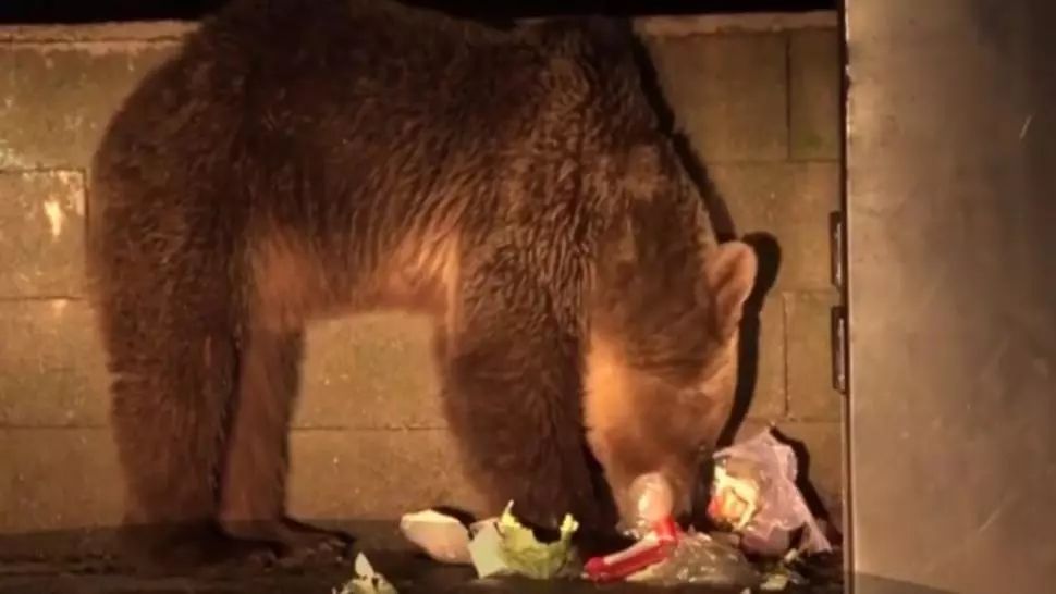 Locuitorii din Băile Tușnad, TERORIZAȚI de urși. Patru intervenții ale jandarmilor harghiteni în ultimele 12 ore