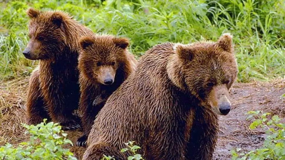 VIDEO/ 26 de ursi alungați din stațiunile de pe Valea Prahovei