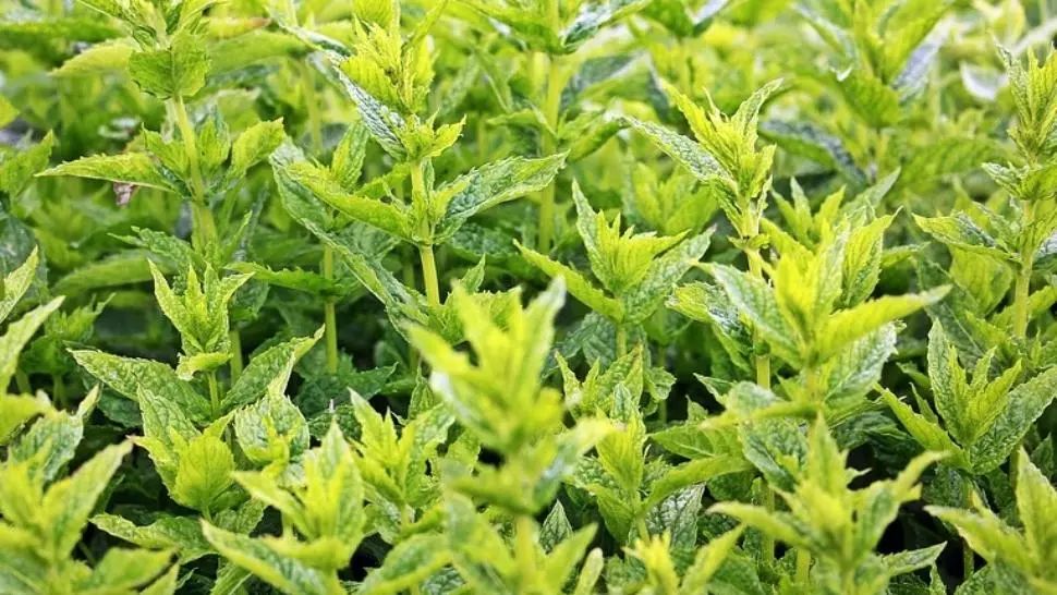 Singura plantă care îţi taie pofta de mâncare. Ar trebui inclusă în orice dietă