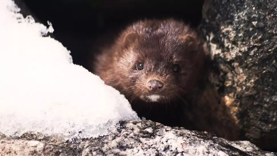 Nurcile infectate cu COVID-19 din Olanda, sacrificate de frica transmiterii coronavirusului