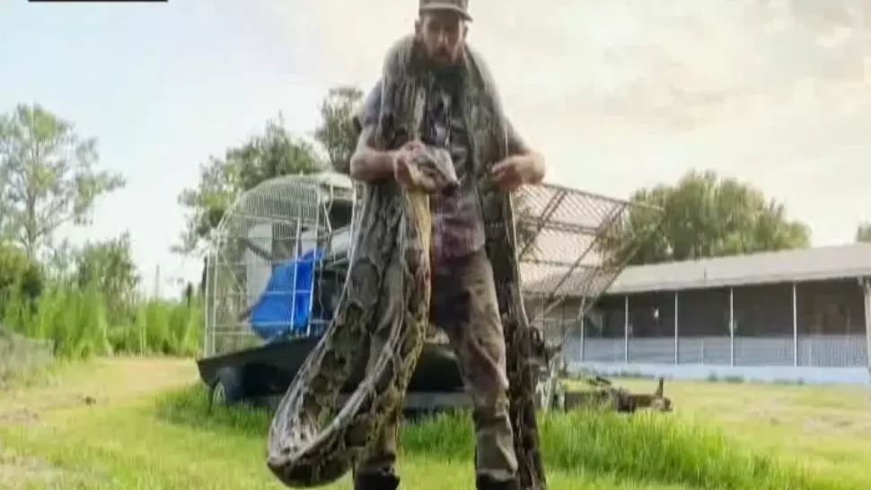 Piton uriaș, capturat în Florida: bărbatul s-a luptat cu reptila până a imobilizat-o