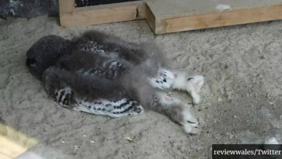 Imagine virală: de ce dorm puiuții de bufniță pe burtă