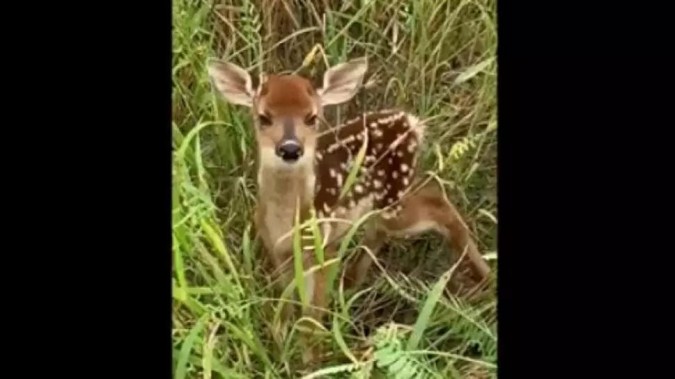VIDEO Moment emoționant: Un pui de cerb rătăcit, filmat în timp ce își cheamă mama 
