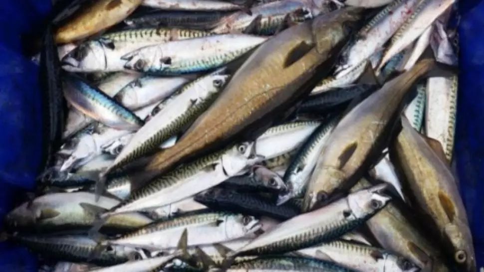 Cum să faci cea mai bună scrumbie la cuptor