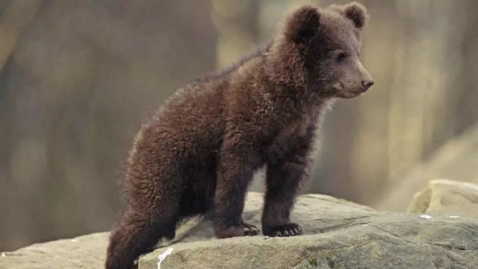 VIDEO Un pui de urs rătăcit în Munții Făgăraș, salvat după ce a căzut în pârâu