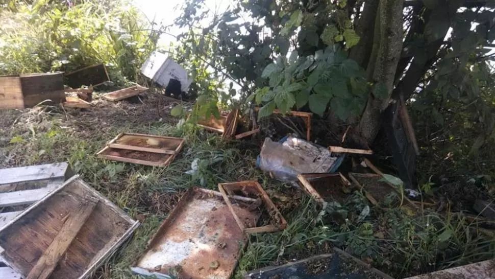 7 stupi de albine, distruși de urs, într-o localitate din jud. Covasna