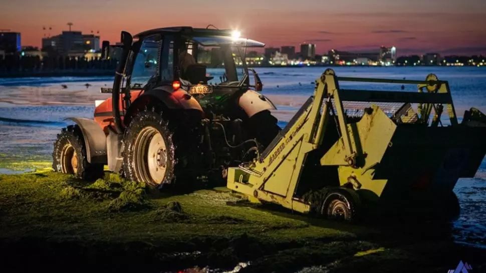 Constanța: Mii de tone de alge strânse pe litoral 