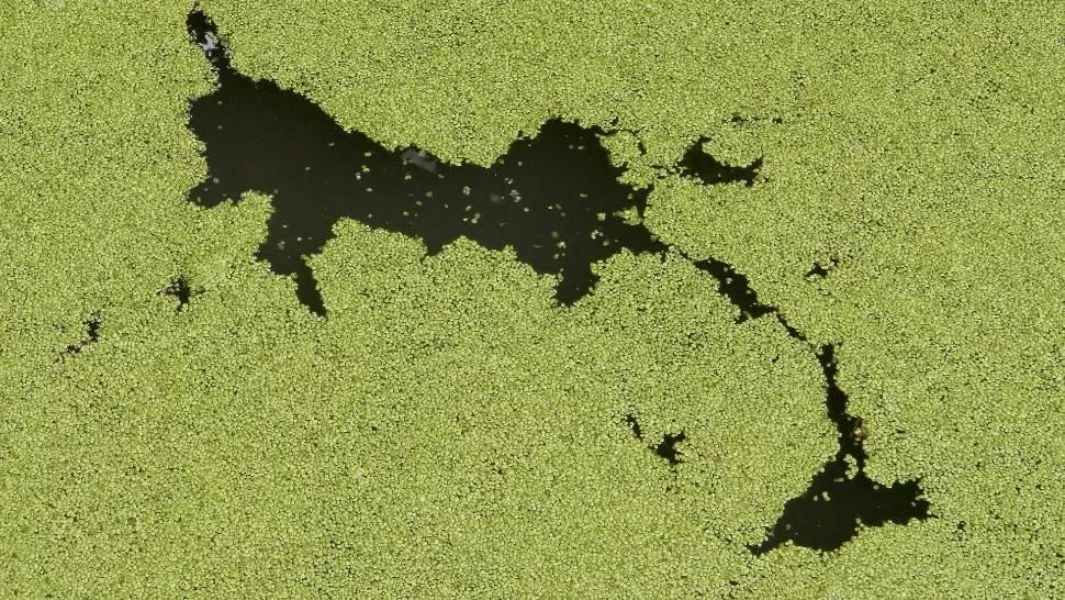 Mii de tone de alge, adunate de pe plajele litoralului românesc