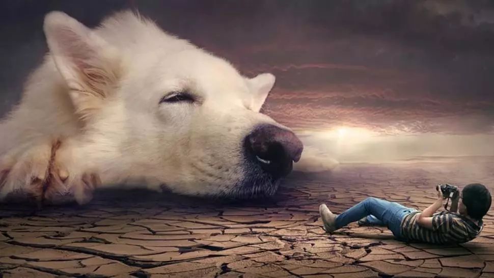 STUDIU „Anii câinești” sunt un mit. Ce vârstă au, de fapt, câinii de trei ani