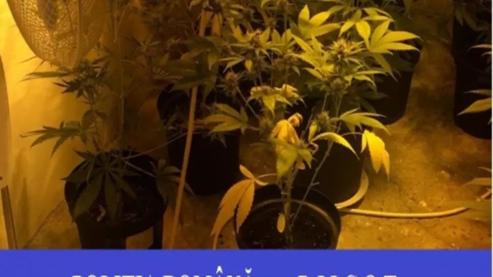Aproape 2 kilograme de cannabis confiscate de poliţiştii orădeni