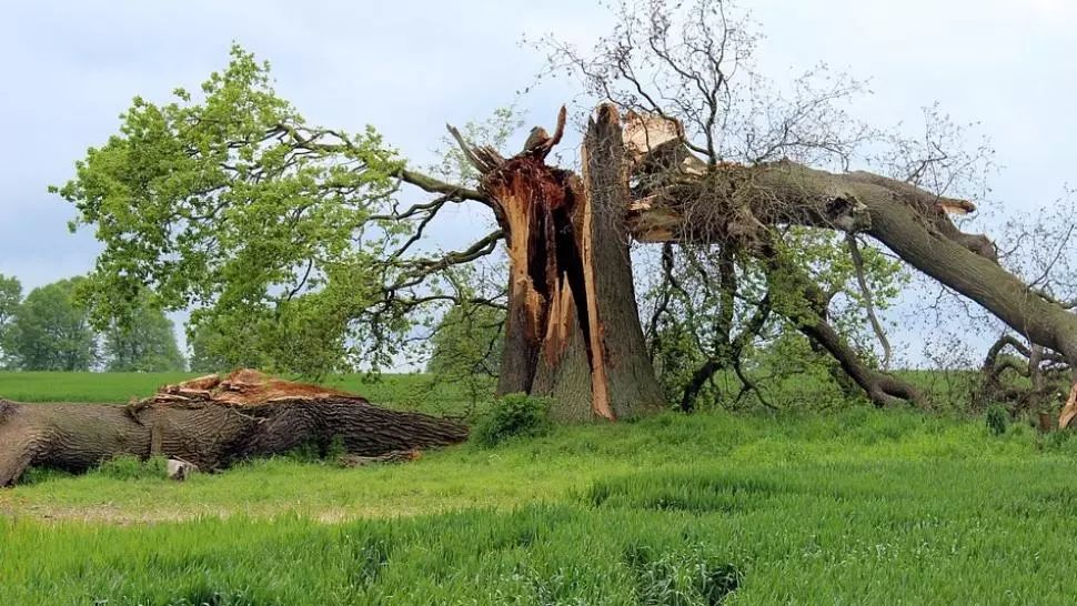 Vremea rea face ravagii, în țară: copaci doborâți de vânt, străzi și curți inundate. Drum blocat de o alunecare de teren 