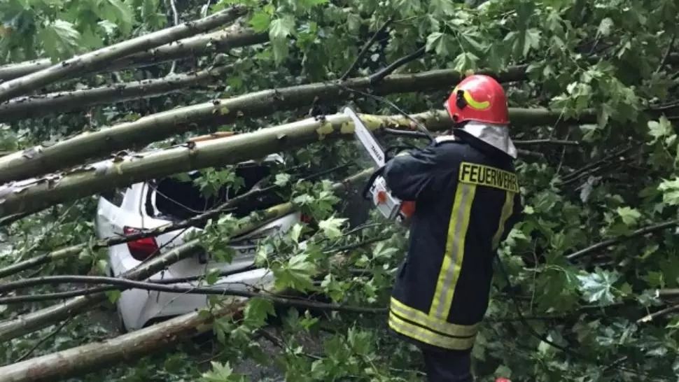 Vântul a făcut ravagii în țară. Zeci de copaci au fost doborâți de rafale
