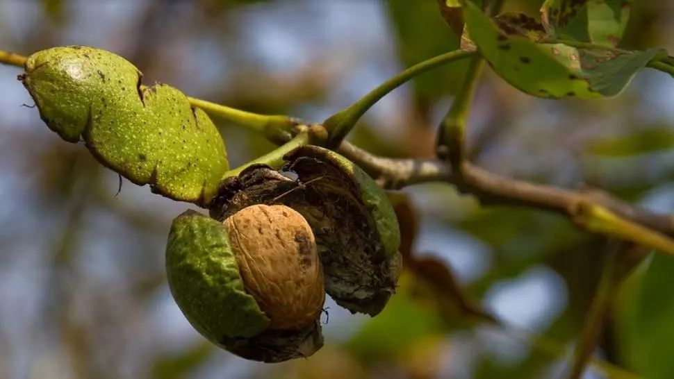 Ce se întâmplă dacă tai un nuc. Nimeni nu se aştepta la aşa ceva! Este mai rău decât credeai!
