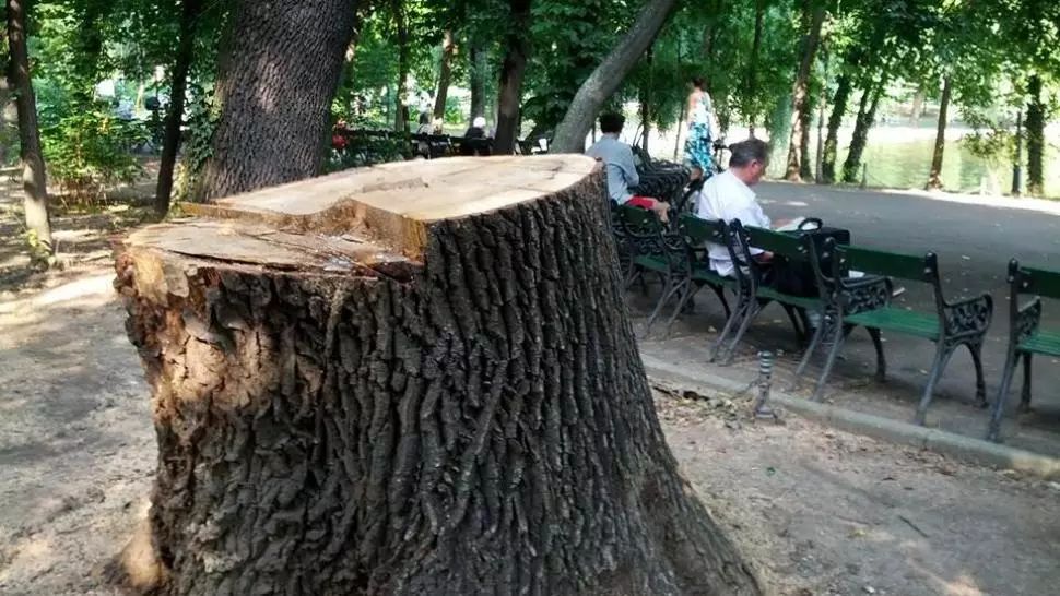 Garda de Mediu, amendă uriaşă pentru Primăria Capitalei, pentru lipsa spaţiilor verzi. Bădulescu: "Ministrul Mediului, mincinosul de serviciu"