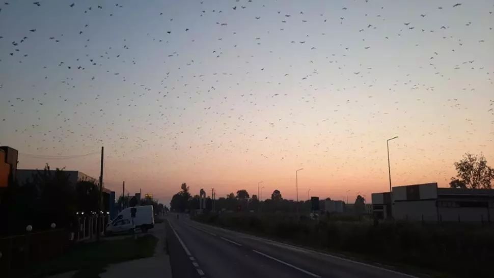 VIDEO: Stol de sute de mii de ciori, filmat la Craiova