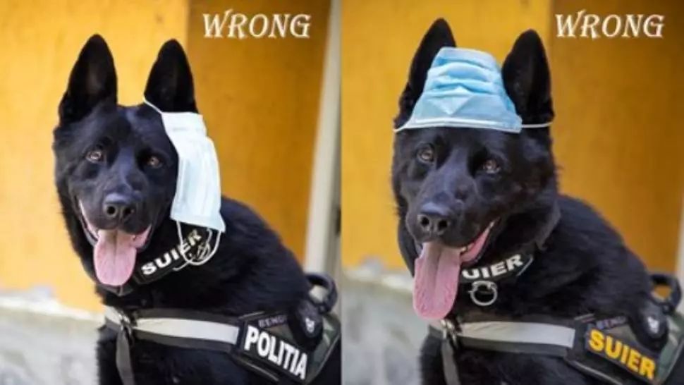 Ministerul de Interne, postare virală: câinele Șuier te învață cum să porți CORECT masca de protecție