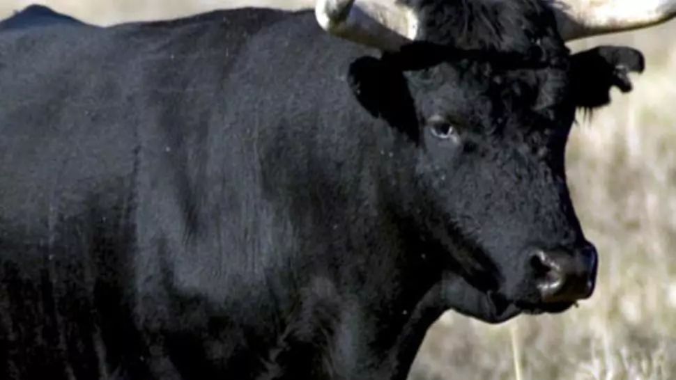 Un fermier a MURIT după ce a fost atacat de un taur