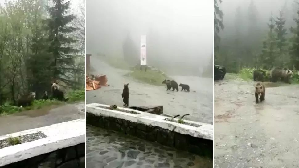 VIDEO Urșii au invadat cabanele și chioșcurile de pe Transfăgărășan