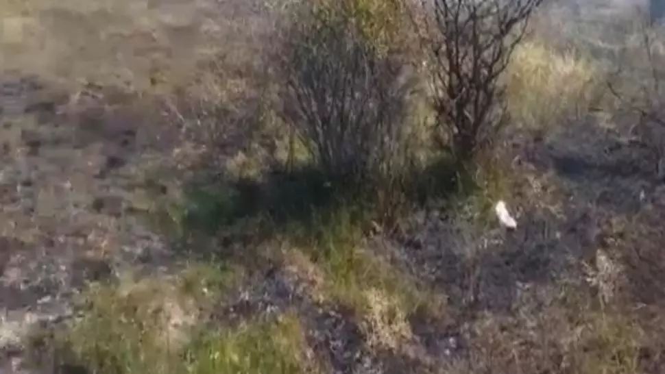 Incendiu de vegetație în județul Argeș