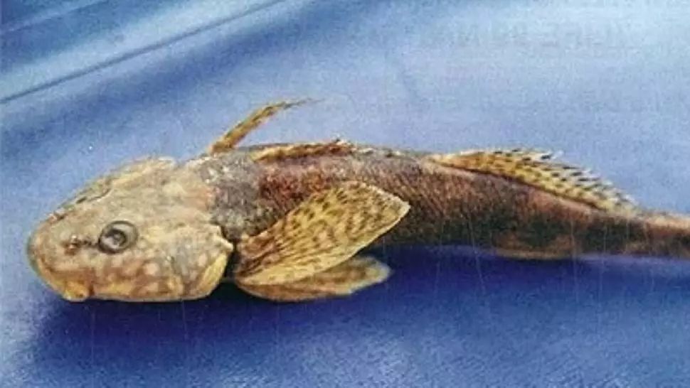 Alpinistul Alexandru Găvan demarează un proiect ecologic pe Valea Vâlsanului: „Planul Național de Acțiune pentru Asprete"