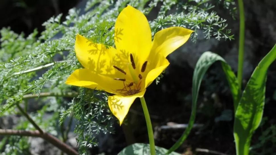 Legenda lalelei unice în lume care crește în Mehedinți