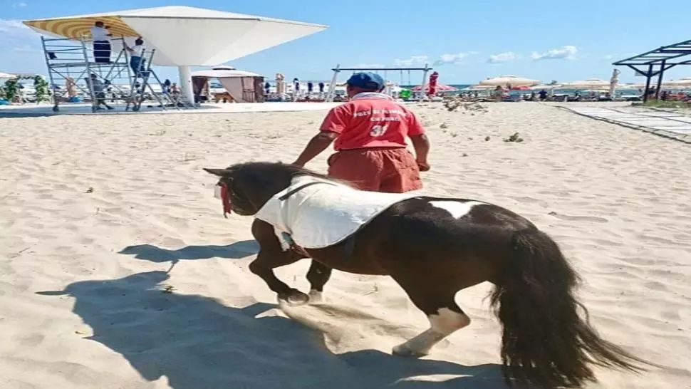 Ponei confiscați pe plaja din Mamaia