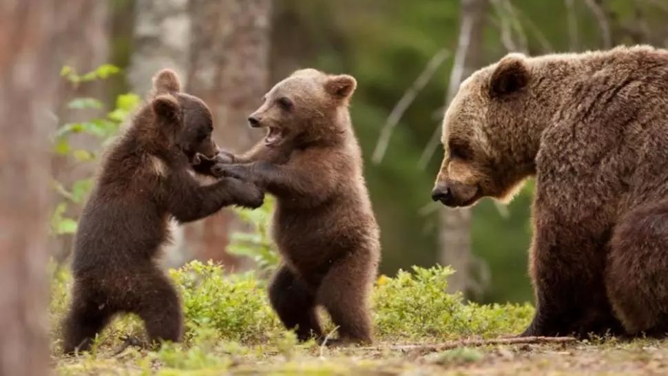 Panică într-o localitate din Prahova provocată de o ursoaică și puii săi