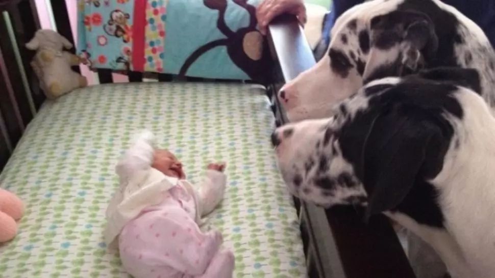 Şi-au lăsat copilul singur cu câinii şi au închis uşa. Ce au găsit părinții când s-au întors 