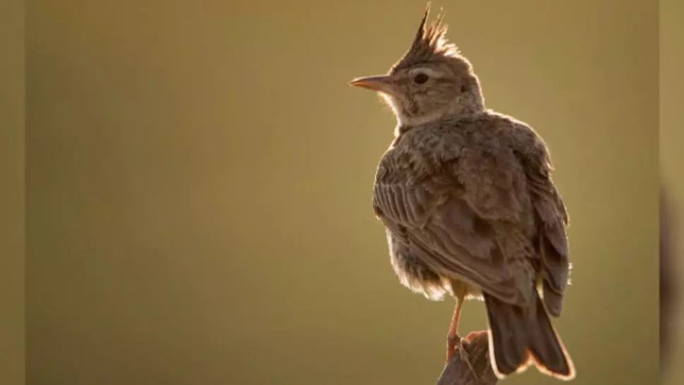 Decizie în premieră! Instanța a INTERZIS împușcarea a aproape 40 de specii de păsări sălbatice în acest sezon de vânătoare