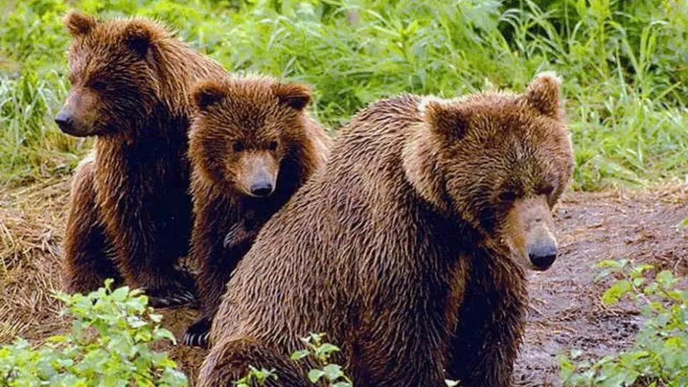 Imagini rare: Trei pui de urs, cărți în spate de ursoaică în timp ce traversează un lac