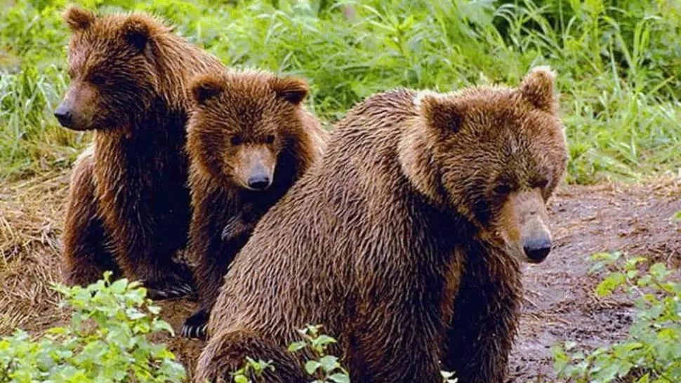 O ursoaică și puii săi, loviți intenționat cu mașina de un grup de turiști. Care a fost motivul