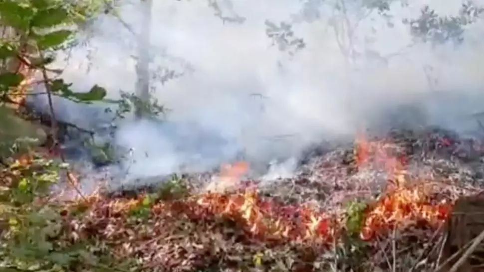 VIDEO Alertă în Buzău! Pompierii intervin pentru stingerea unui incendiu de pădure