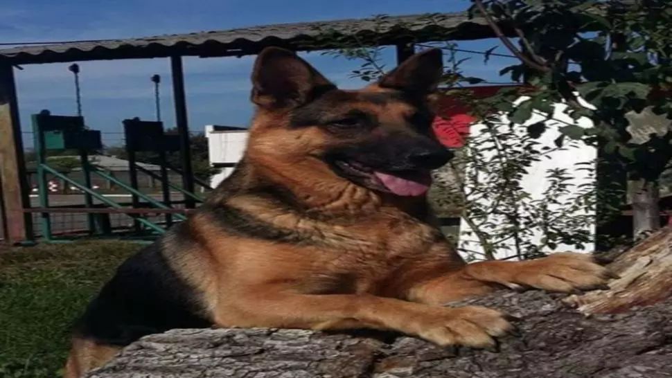 Pompierii din Călărași sunt în doliu, a murit Maya