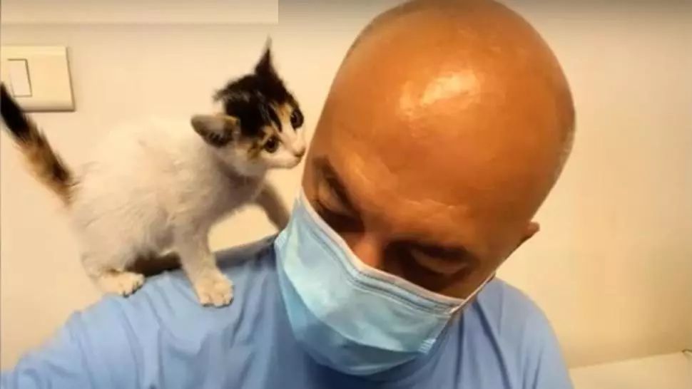 VIDEO Martori în infernul din Beirut. Veterinari români, salvatori pentru animalele rănite 