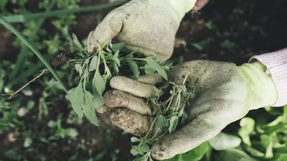 Mai mulți români, depistați cu Covid-19, la o fermă agricolă din Spania