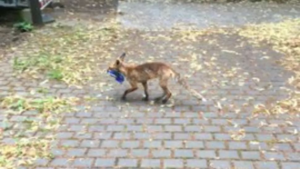 VIDEO Imaginea zilei! O vulpe „fashionistă” a furat peste 100 de perechi de pantofi