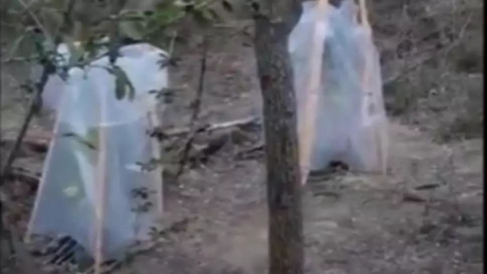 VIDEO Cultură de cannabis descoperită într-o pădure. Traficanții, prinși cu focuri de armă