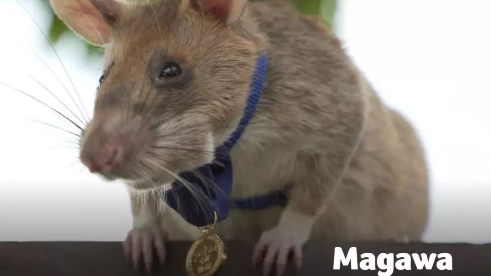 După faptă și răsplată. Magawa, un șobolan african care descoperă mine, a fost decorat pentru ”curaj și devotament”