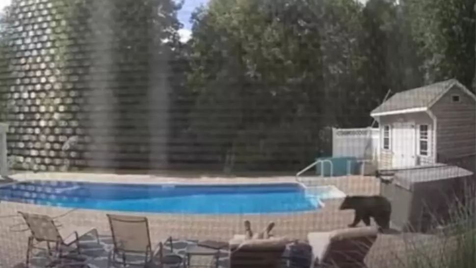 Reacția incredibilă a unui bărbat din SUA ”vizitat” de un urs la piscină
