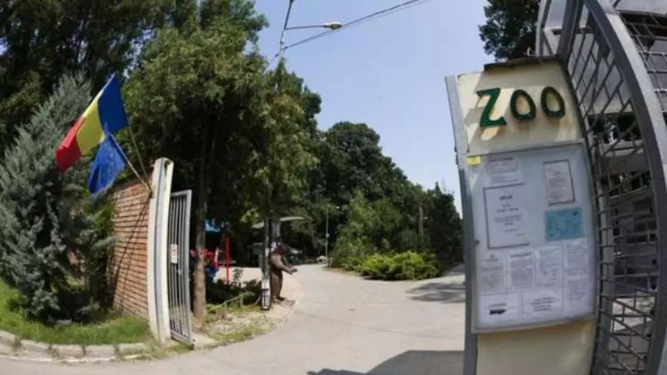 Toți cangurii de la Zoo Timișoara, uciși de o haită de câini
