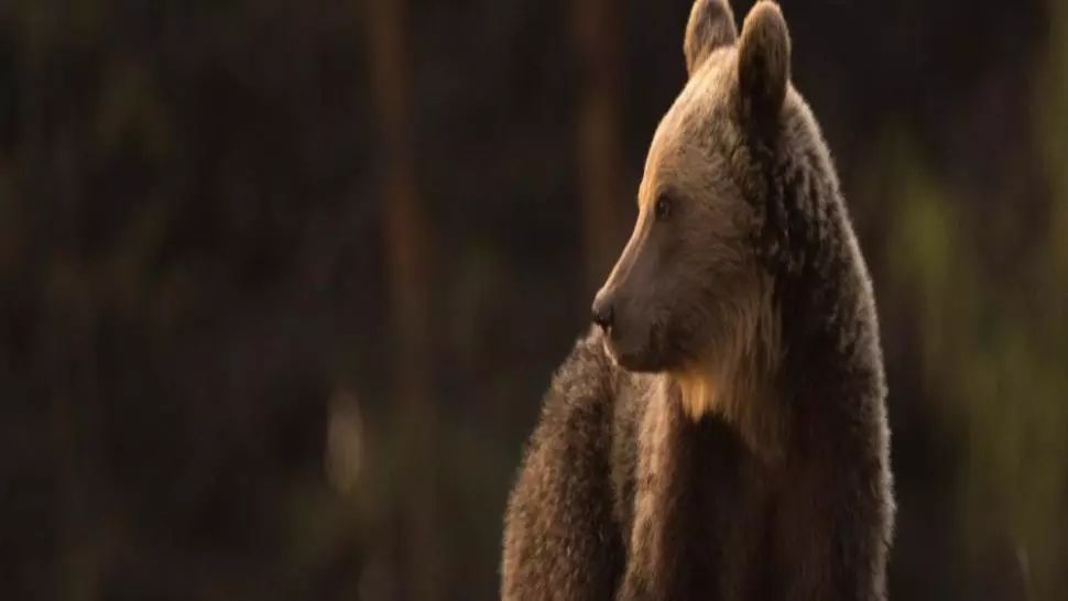 Urs, surprins într-o gospodărie din Odorheiul Secuiesc