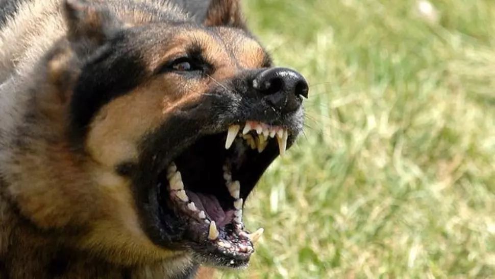 Primăria Mediaș, obligată la plata unei daune de 17.000 de euro după ce o fetiţă de 10 ani a fost muşcată de un câine fără stăpân