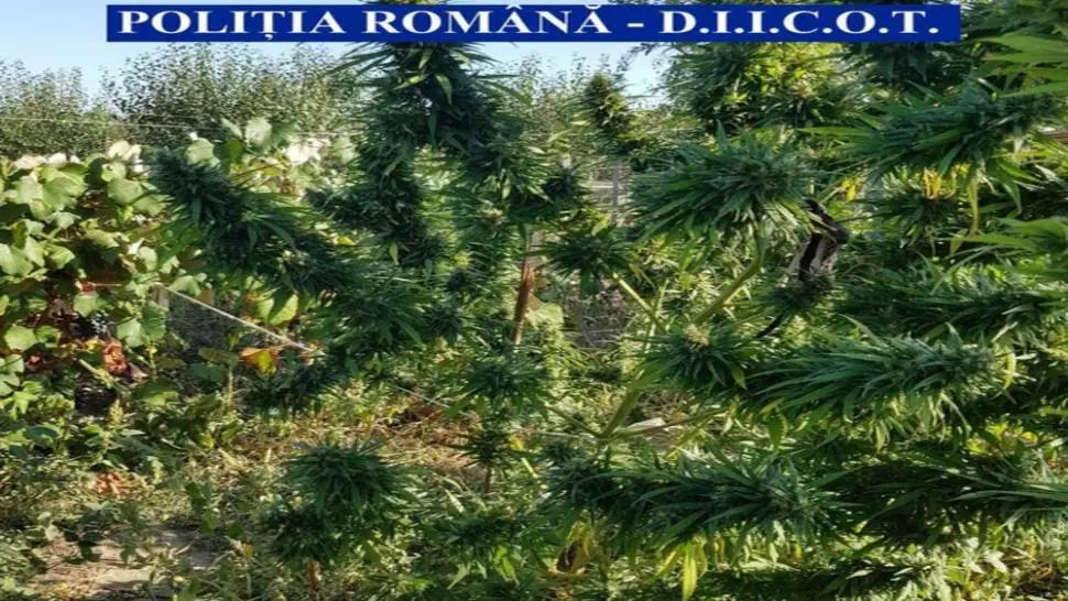 Traficanţi de droguri ingenioşi în județul Olt: Cannabisul, cultivat într-o cultură de viţă de vie
