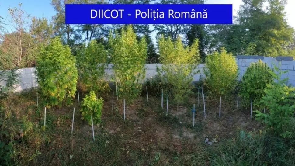  FOTO | 19 percheziţii domicilare în Mureş şi Cluj! Oamenii legii au confiscat 96 de kilograme de droguri 